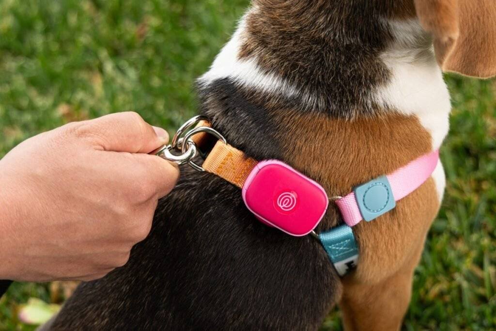 Pet GPS Pink Punch