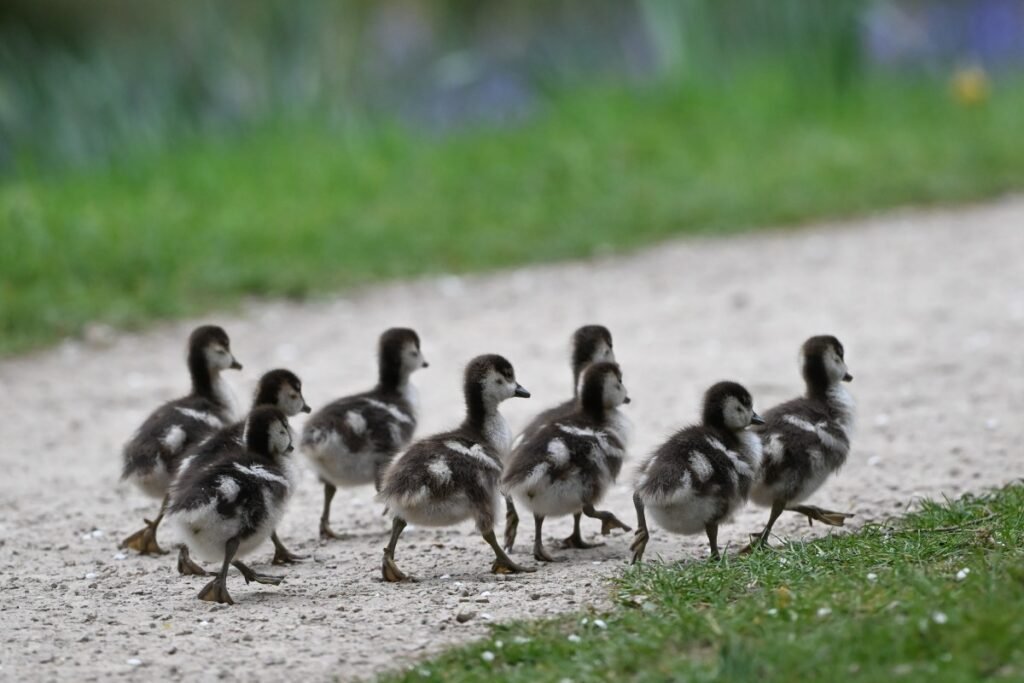 The whole lot we like is a psyop GettyImages 2270089041